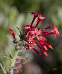Scarlet Gilia 3772
